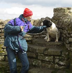 Dog on Cairn